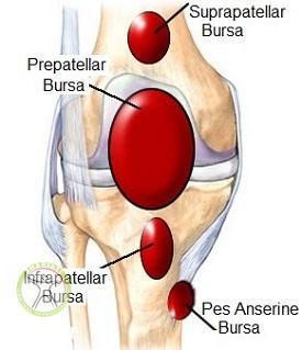 http://scpt.ir/uploads/knee-bursa-anatomy.jpg