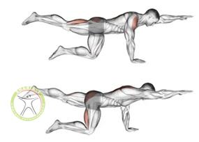 تمرین برد داگ https://scpt.ir/uploads/Bird-Dog-Pose-1.jpg