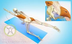 درگیری عضلات در تمرین برد داگ https://scpt.ir/uploads/Bird-Dog-Pose.jpg