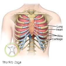 http://scpt.ir/uploads/Rib fracture anatomy.jpg