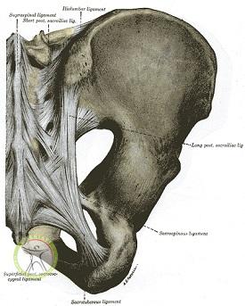 http://scpt.ir/uploads/Superficial-posterior-sacrococcygeal-ligament.jpg
