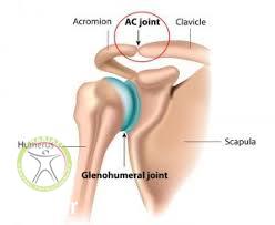 acromioclavicular joint