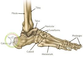 http://scpt.ir/uploads/ankle-bones.jpg