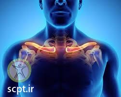 http://scpt.ir/uploads/clavicle-anatomy-1.jpg