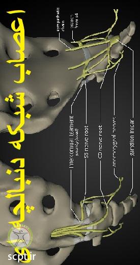 http://scpt.ir/uploads/coccygeal-plexus.jpg