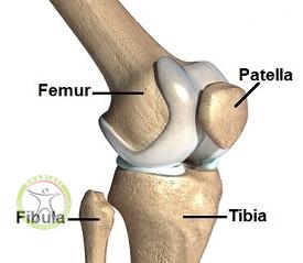 http://scpt.ir/uploads/knee-bones.jpg
