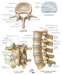 http://scpt.ir/uploads/lumbar anatomy.jpg