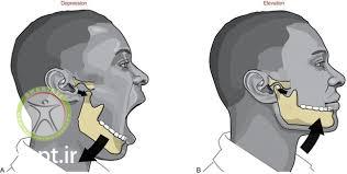 http://scpt.ir/uploads/mandibular depression.jpg