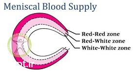 http://scpt.ir/uploads/meniscus-blood-supply.jpg