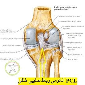 http://scpt.ir/uploads/pcl-anatomy.jpg