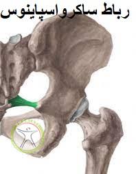 http://scpt.ir/uploads/sacrospinous-ligament.jpg