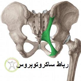 http://scpt.ir/uploads/sacrotuberous-ligament.jpg