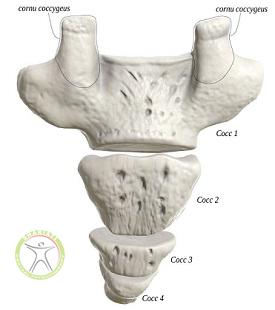 http://scpt.ir/uploads/tailbone-anatomy-1.jpg