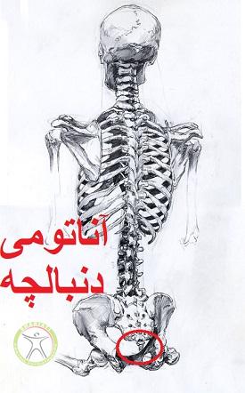 http://scpt.ir/uploads/tailbone-anatomy.jpg