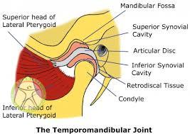 http://scpt.ir/uploads/temporomandibular joint disc.jpg