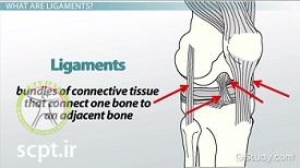 http://scpt.ir/uploads/whats-ligament.jpg